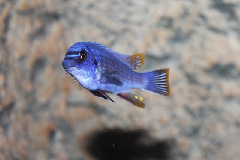 Labeotropheus fuelleborni 'Thumbi West Island'